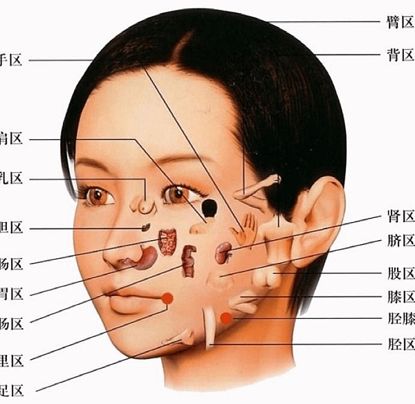 臉部反射區