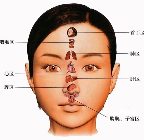 臉部反射區2