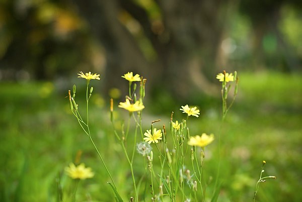 花