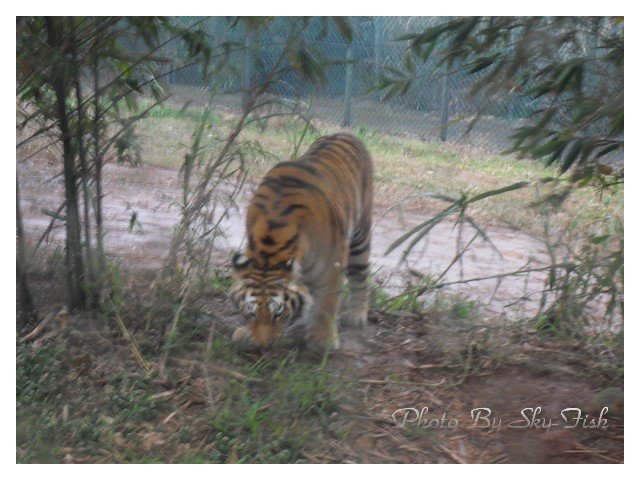 2010.1.2SDC10988六福村.jpg