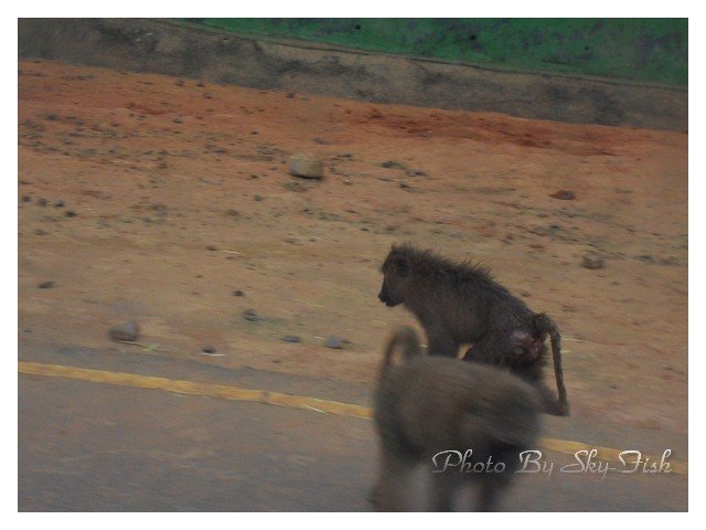 2010.1.2SDC10992六福村.jpg