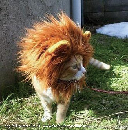 獅子王.jpg