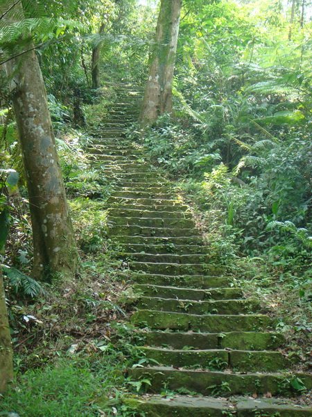 賞桐步道1.JPG