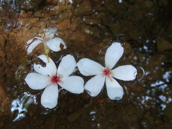 桐花4.JPG