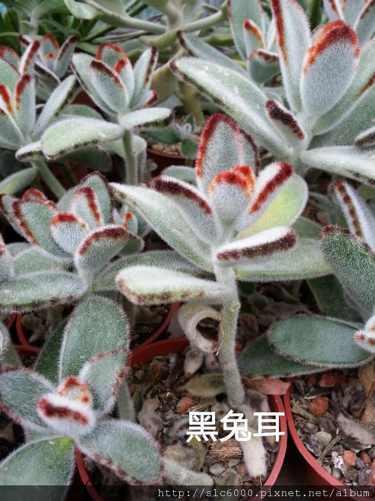 2012-12-11-11-12-13_deco