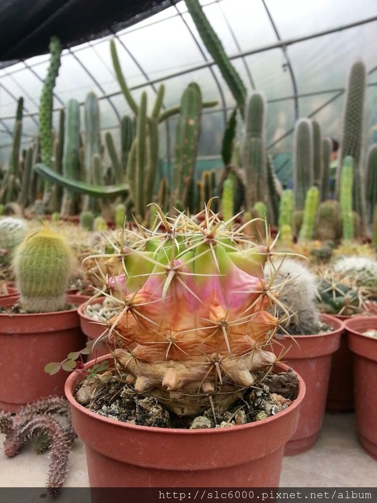 2012-12-11-11-20-45_photo