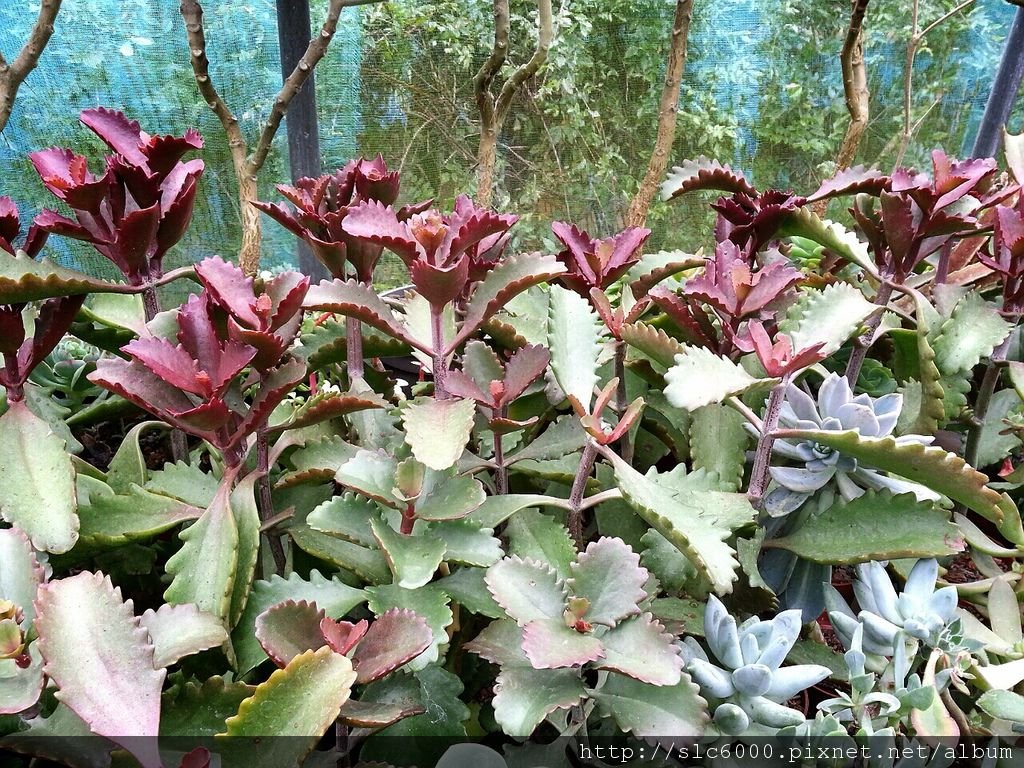 2012-12-11-22-47-59_deco