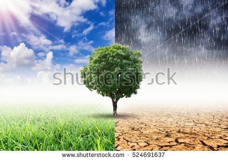 stock-photo-tree-with-environmental-change-climate-change-and-weather-change-524691637.jpg