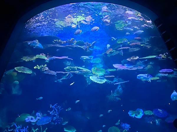 國外遊記 泰國 SEA LIFE Bangkok Ocean