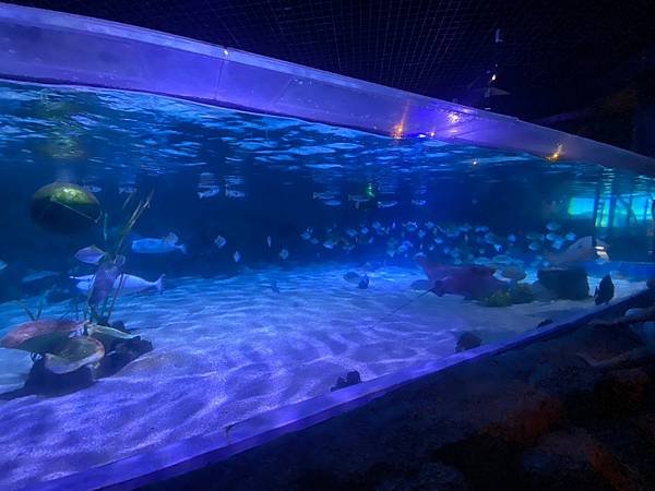 國外遊記 泰國 SEA LIFE Bangkok Ocean