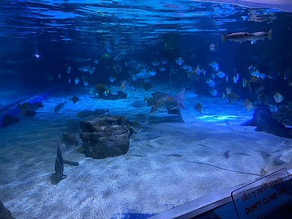 國外遊記 泰國 SEA LIFE Bangkok Ocean