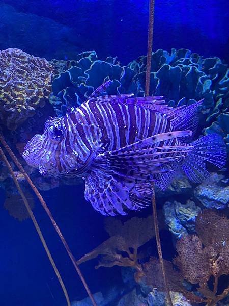 國外遊記 泰國 SEA LIFE Bangkok Ocean