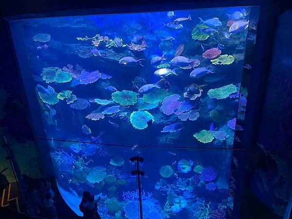 國外遊記 泰國 SEA LIFE Bangkok Ocean