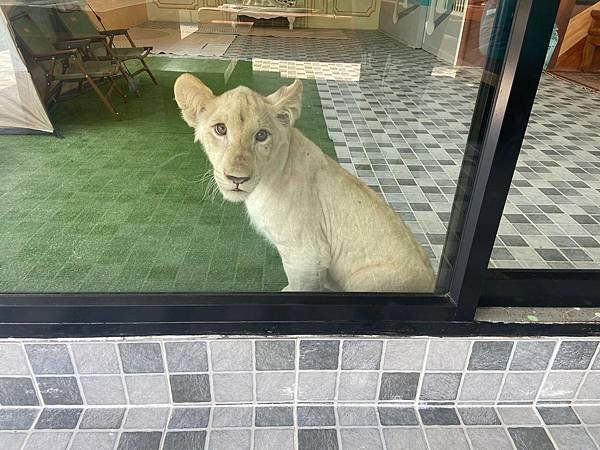 大城動物園  (16).jpg