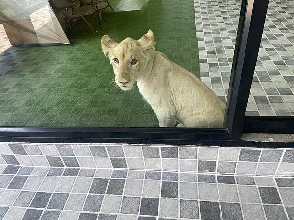 大城動物園  (17).jpg