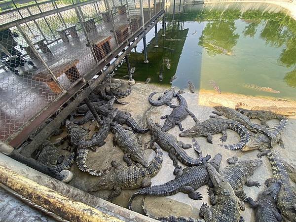 大城動物園  (46).jpg