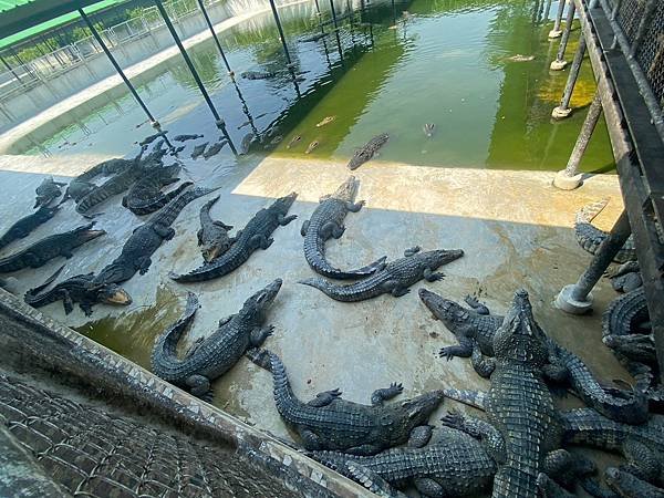 大城動物園  (50).jpg