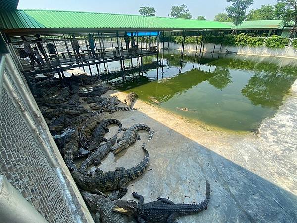 大城動物園  (52).jpg