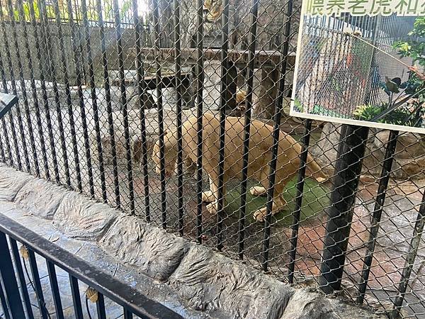 大城動物園  (89).jpg