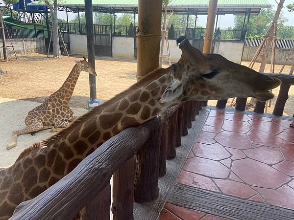 大城動物園  (142).jpg