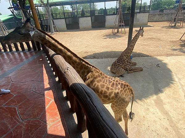 大城動物園  (150).jpg