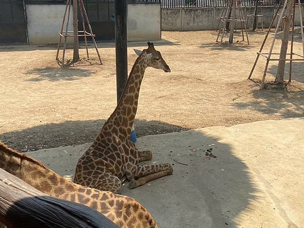 大城動物園  (151).jpg