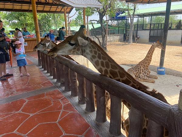 大城動物園  (162).jpg