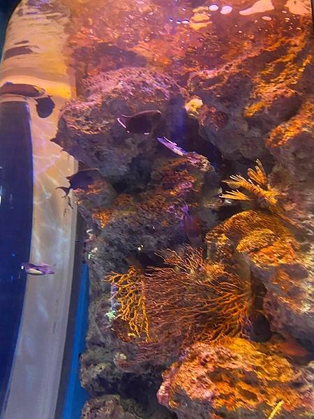 海洋博紀念公園~美之海水族館 (107).jpg
