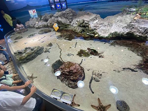 海洋博紀念公園~美之海水族館 (128).jpg