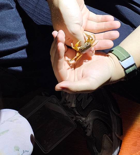 蟲蟲巴斯：陽明山夜間生態導覽/ 螢火蟲大冒險