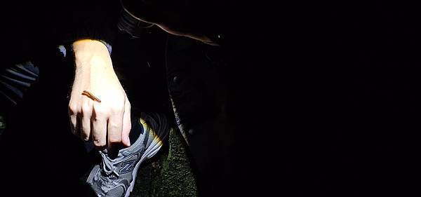 蟲蟲巴斯：陽明山夜間生態導覽/ 螢火蟲大冒險