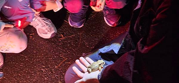 蟲蟲巴斯：陽明山夜間生態導覽/ 螢火蟲大冒險