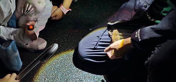 蟲蟲巴斯：陽明山夜間生態導覽/ 螢火蟲大冒險