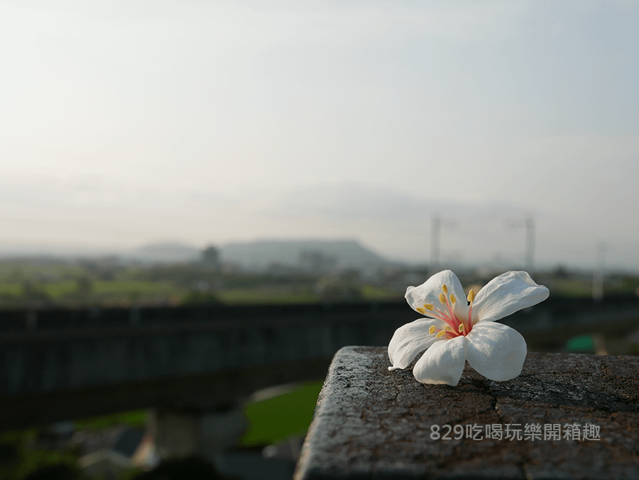 台中外埔水流東桐花步道高鐵觀景 (12).png