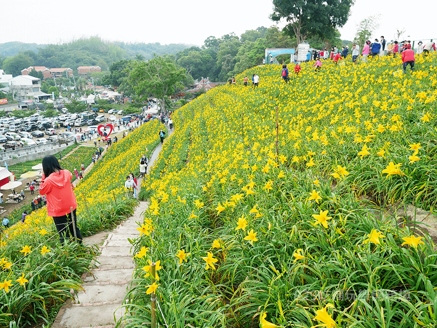 彰化花壇景點虎山巖滿山金針花海大爆發 (11) 拷貝.png