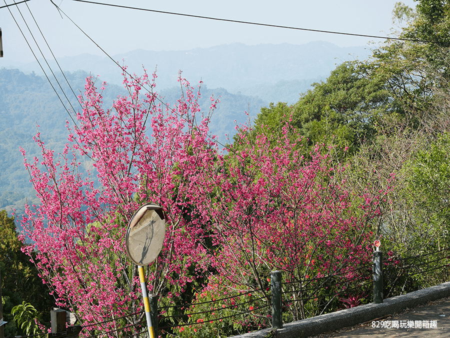 【台中太平酒桶山上住宿】蟬說：山中靜靜｜免裝備豪華露營人來就好｜一泊三食Buffet吃到飽｜山景、賞櫻、落羽松一次滿足｜親子景點 (31).png