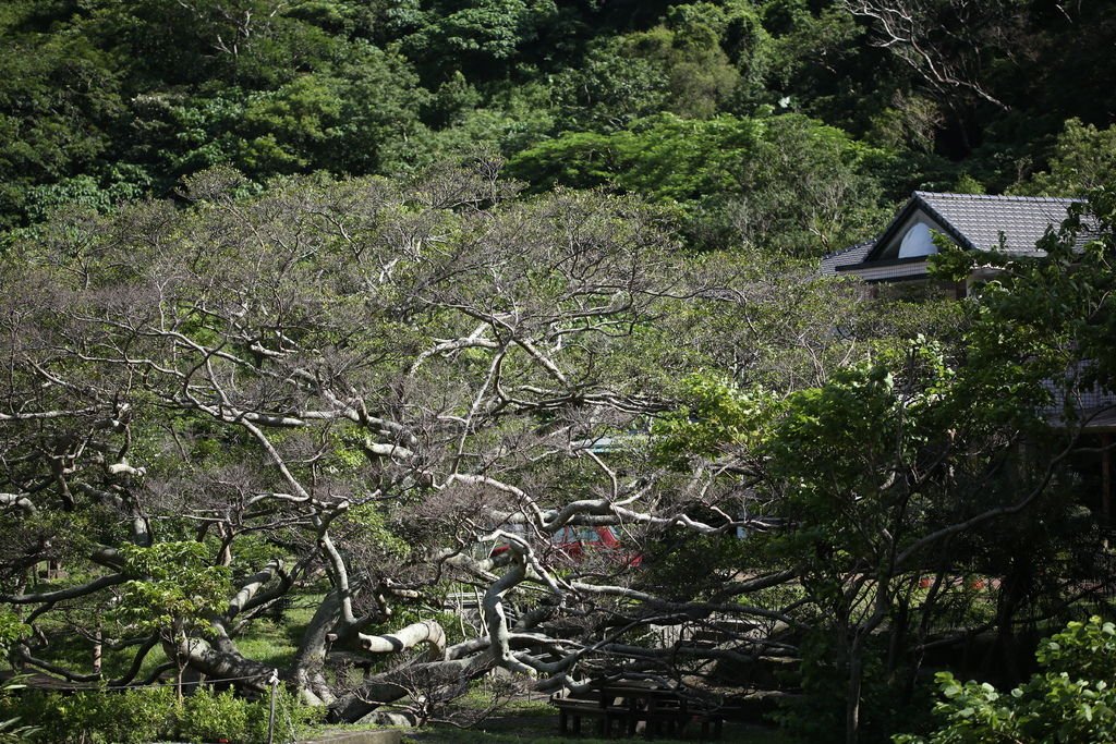 20150709 雙流 蓮花颱風過後