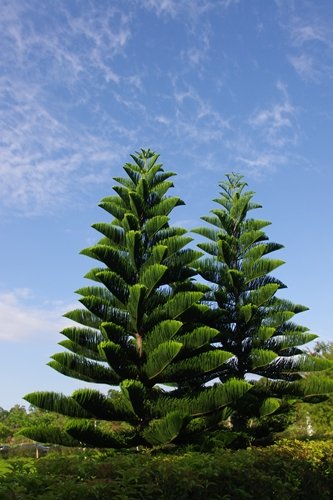 55