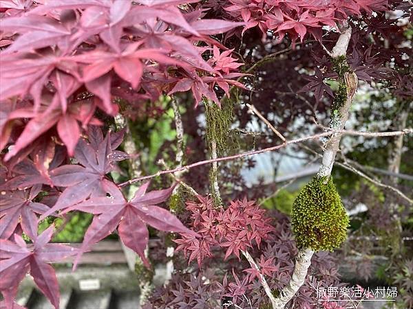 坐擁太平山無敵美景《雲海咖啡廳》海拔2000公尺猶如天上人間