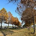 偶像劇場景般的落羽松森林【羅東運動公園】秋冬季節染成橘紅一片