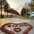 偶像劇場景般的落羽松森林【羅東運動公園】秋冬季節染成橘紅一片