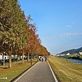 偶像劇場景般的落羽松森林【羅東運動公園】秋冬季節染成橘紅一片