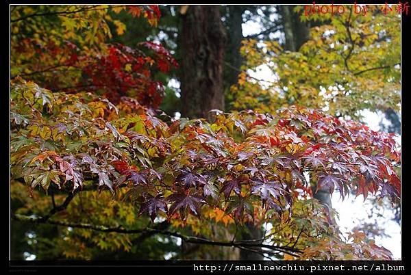 DSC08285.jpg