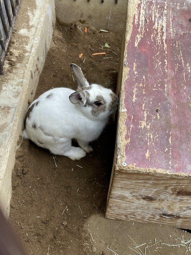 町田リス園