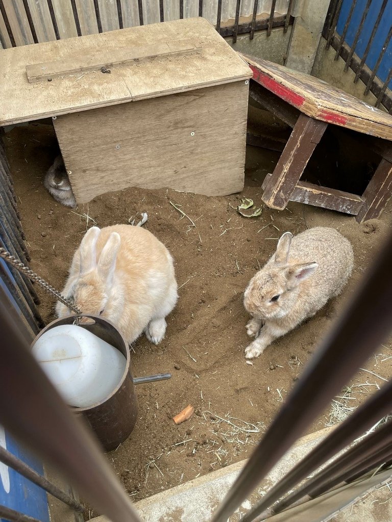 町田リス園