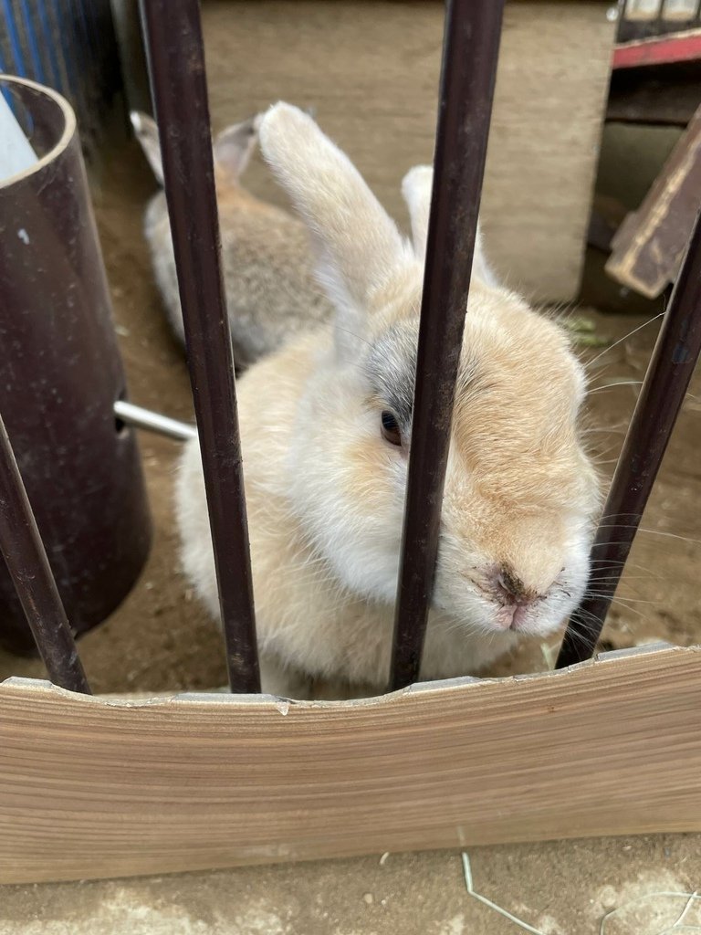 町田リス園