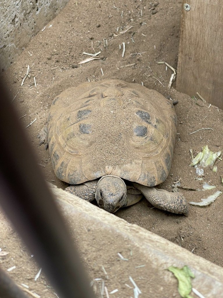 町田リス園