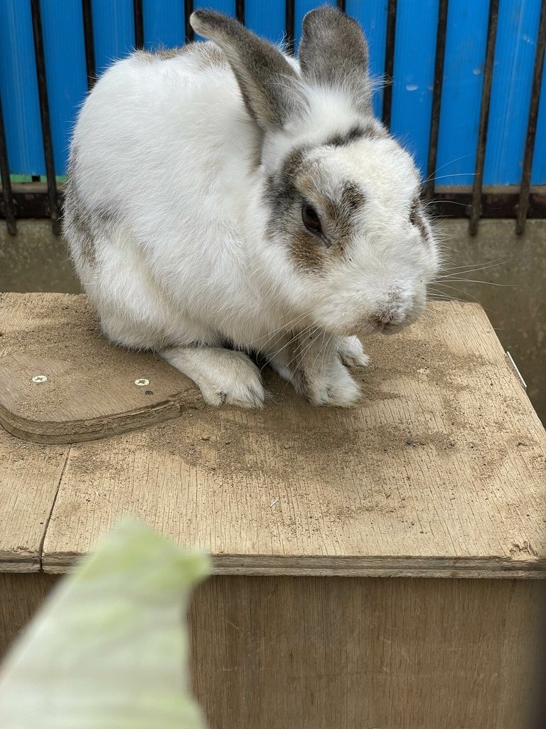 町田リス園