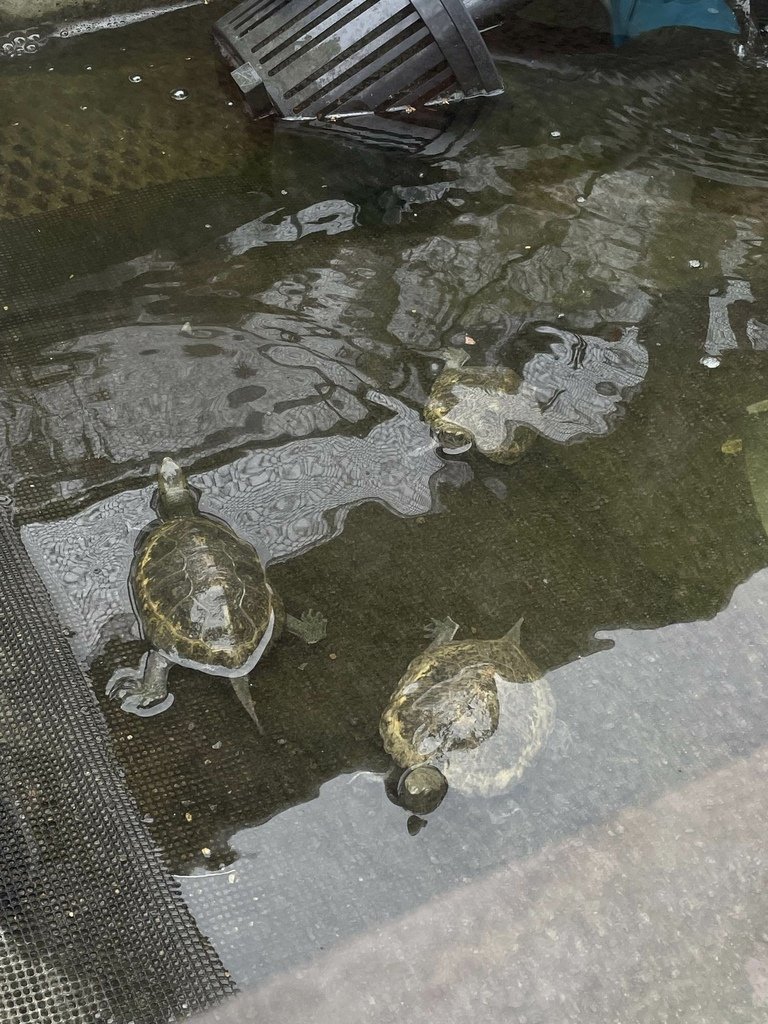 町田リス園