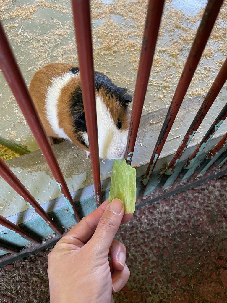 町田リス園